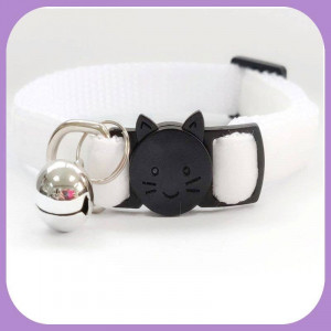 Kitten-184